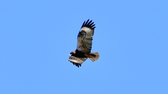 Hamirostra melanosternon