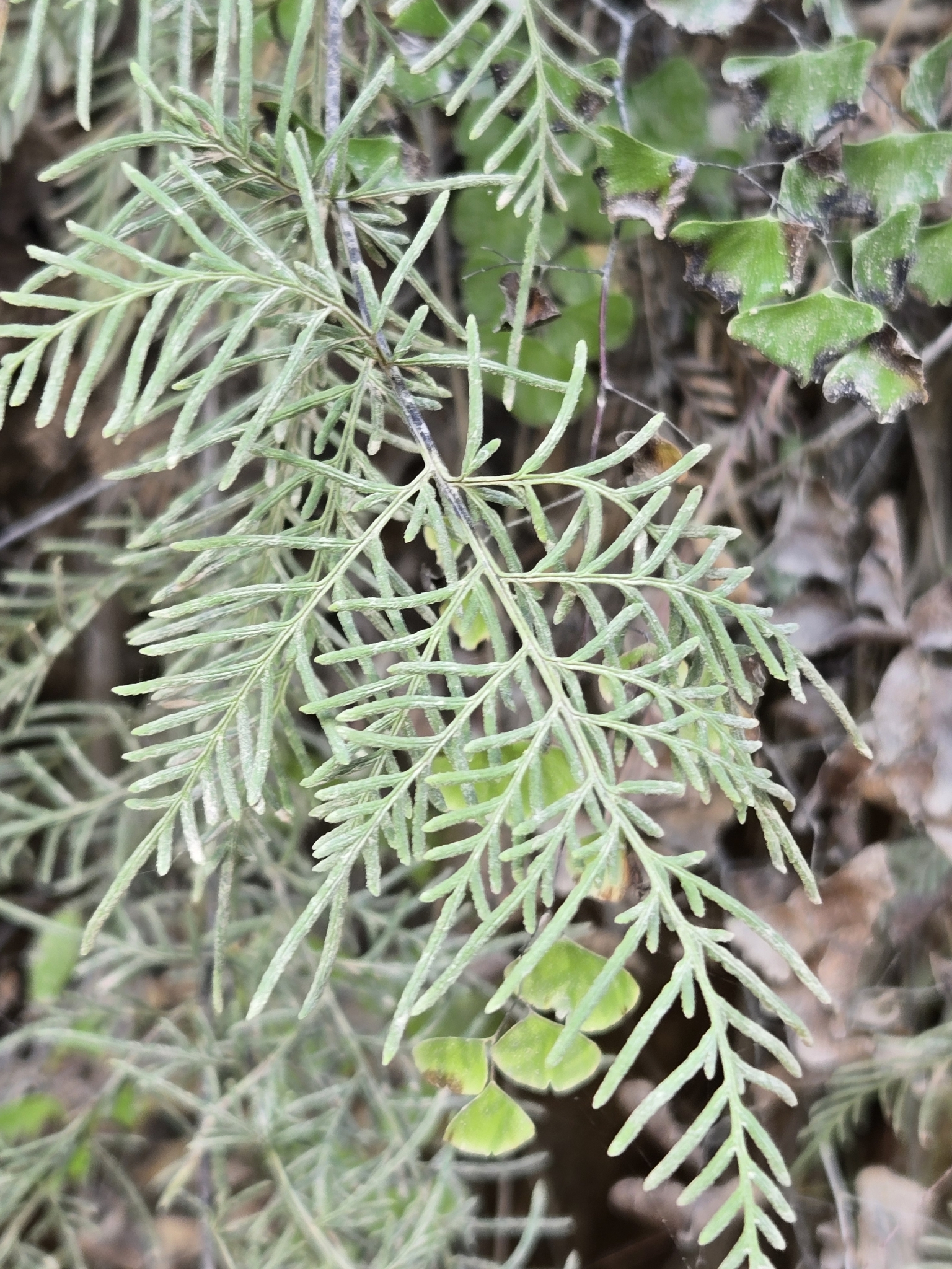 Gaga angustifolia
