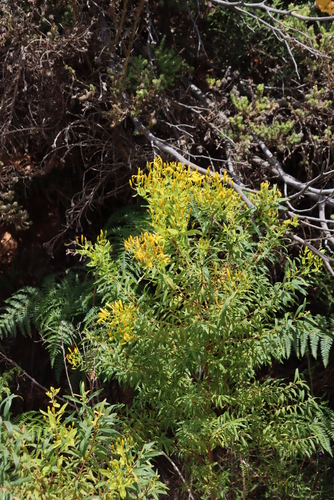 Image of Hypericum canariense by (c) Tony Rebelo, some rights reserved (CC BY-SA)