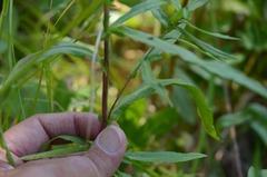 Symphyotrichum bracteolatum