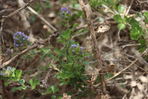 Image of Psoralea fruticans by (c) Tony Rebelo, some rights reserved (CC BY-SA)