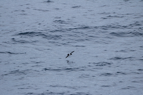 Black-bellied Storm Petrel (Fregetta tropica), photo 3