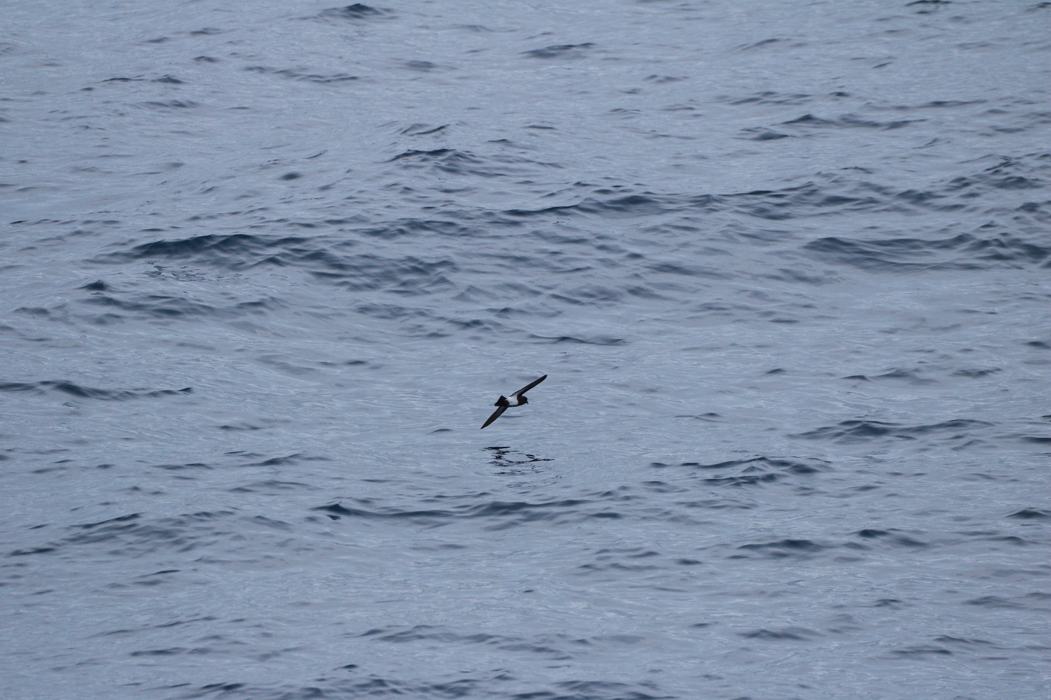 Black-bellied Storm Petrel (Fregetta tropica), photo 3