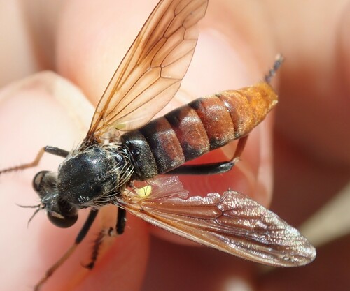 Heteropogon manicatus