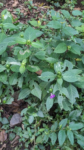 Justicia carthaginensis, photograph 3