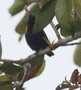 Golden-sided Euphonia (Euphonia cayennensis), photo 3