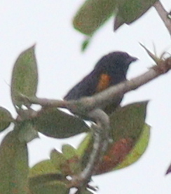 Golden-sided Euphonia (Euphonia cayennensis), photo 2