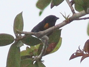 Golden-sided Euphonia (Euphonia cayennensis), photo 1