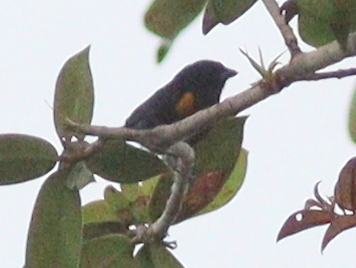 Golden-sided Euphonia illustration