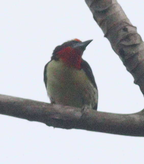 Black-spotted Barbet (Capito niger), photo 8