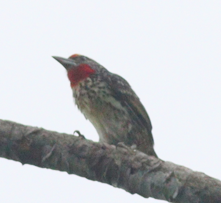 Black-spotted Barbet (Capito niger), photo 9