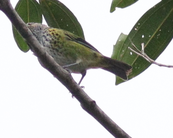 Spotted Tanager illustration