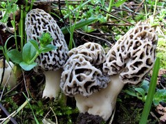 Morchella americana