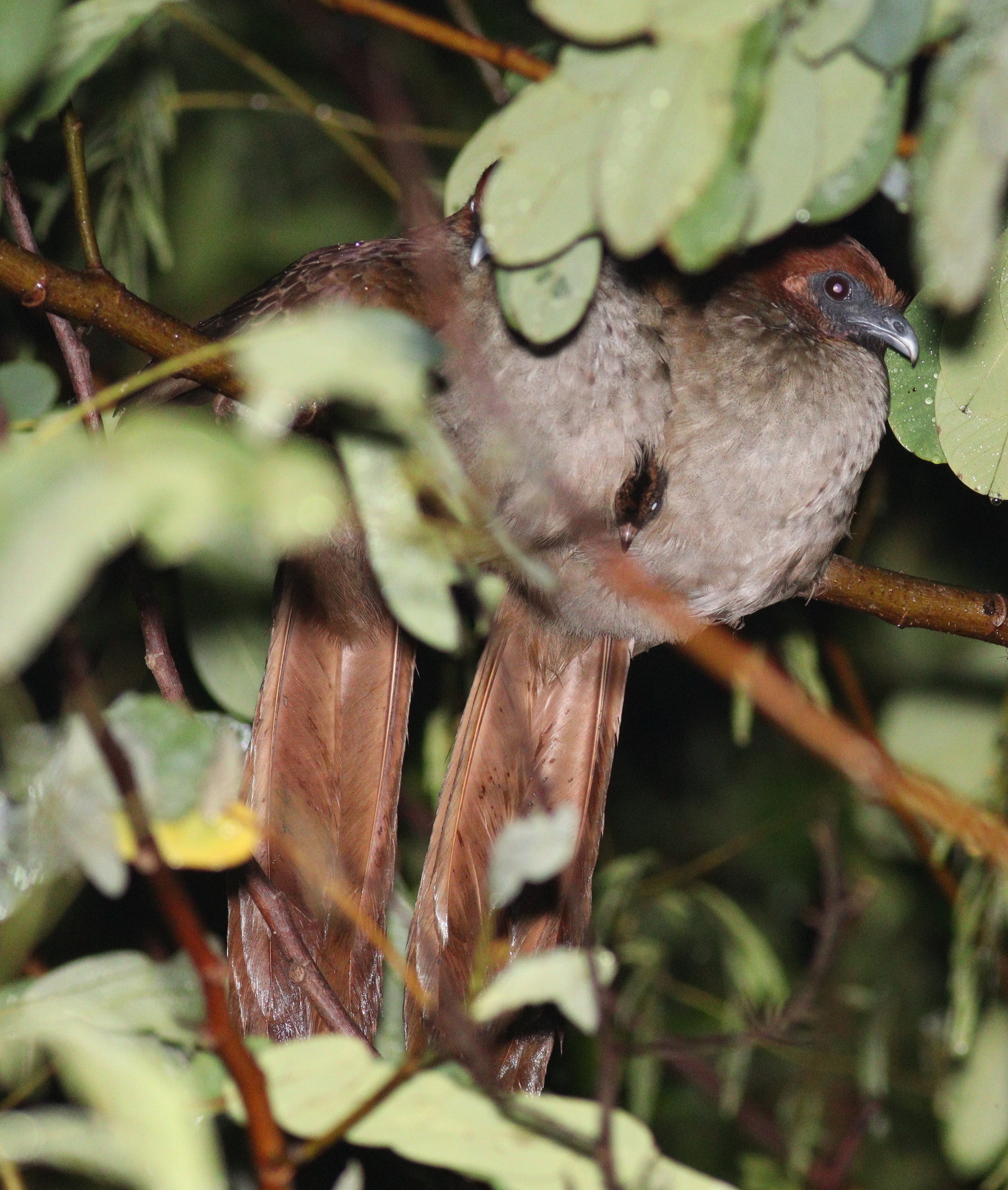 Little Chachalaca (Ortalis motmot), photo 5