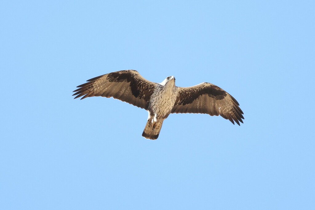 Common Bonelli’s Eagle