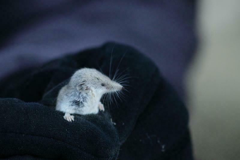 Pale Grey Shrew