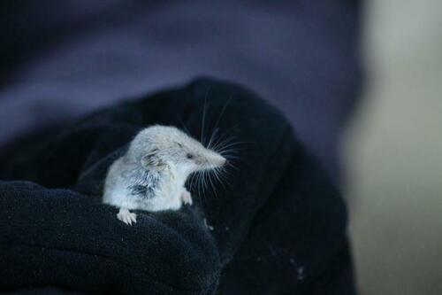 Pale Grey Shrew