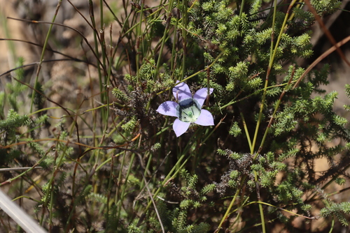 Image of Roella ciliata by (c) Tony Rebelo, some rights reserved (CC BY-SA)
