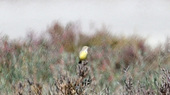 Epthianura crocea