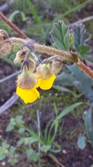 Hermannia althaeifolia