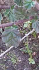 Hermannia althaeifolia