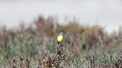 Epthianura crocea