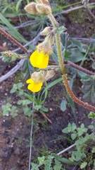 Hermannia althaeifolia