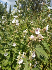 Althaea officinalis