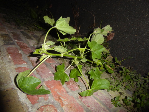 Foto de Malva