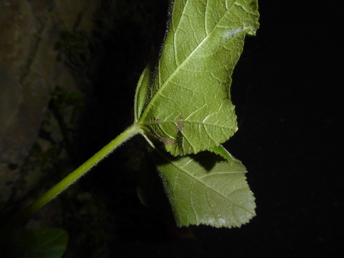 Foto de Malva