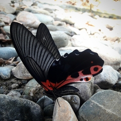 Papilio alcmenor