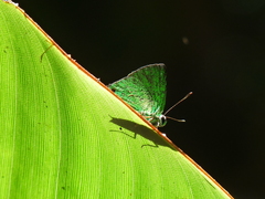 Chalybs janias