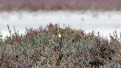 Epthianura crocea