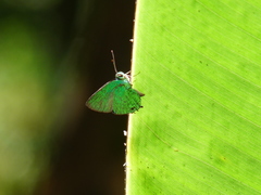 Chalybs janias
