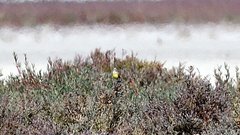 Epthianura crocea