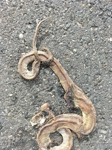 Coastal Carpet Python sighting