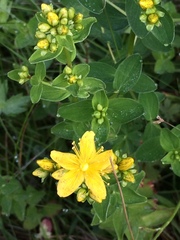 Hypericum scouleri