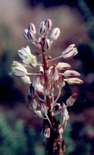 Drimia maritima