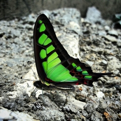 Graphium cloanthus