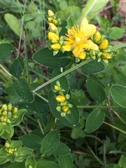 Hypericum scouleri