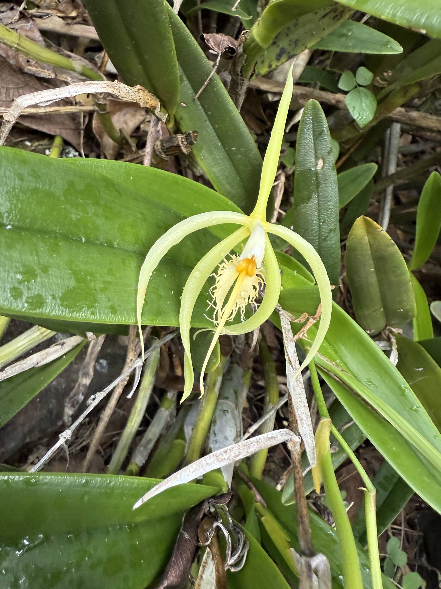 Imagem de Orquídea Chuva de Ouro