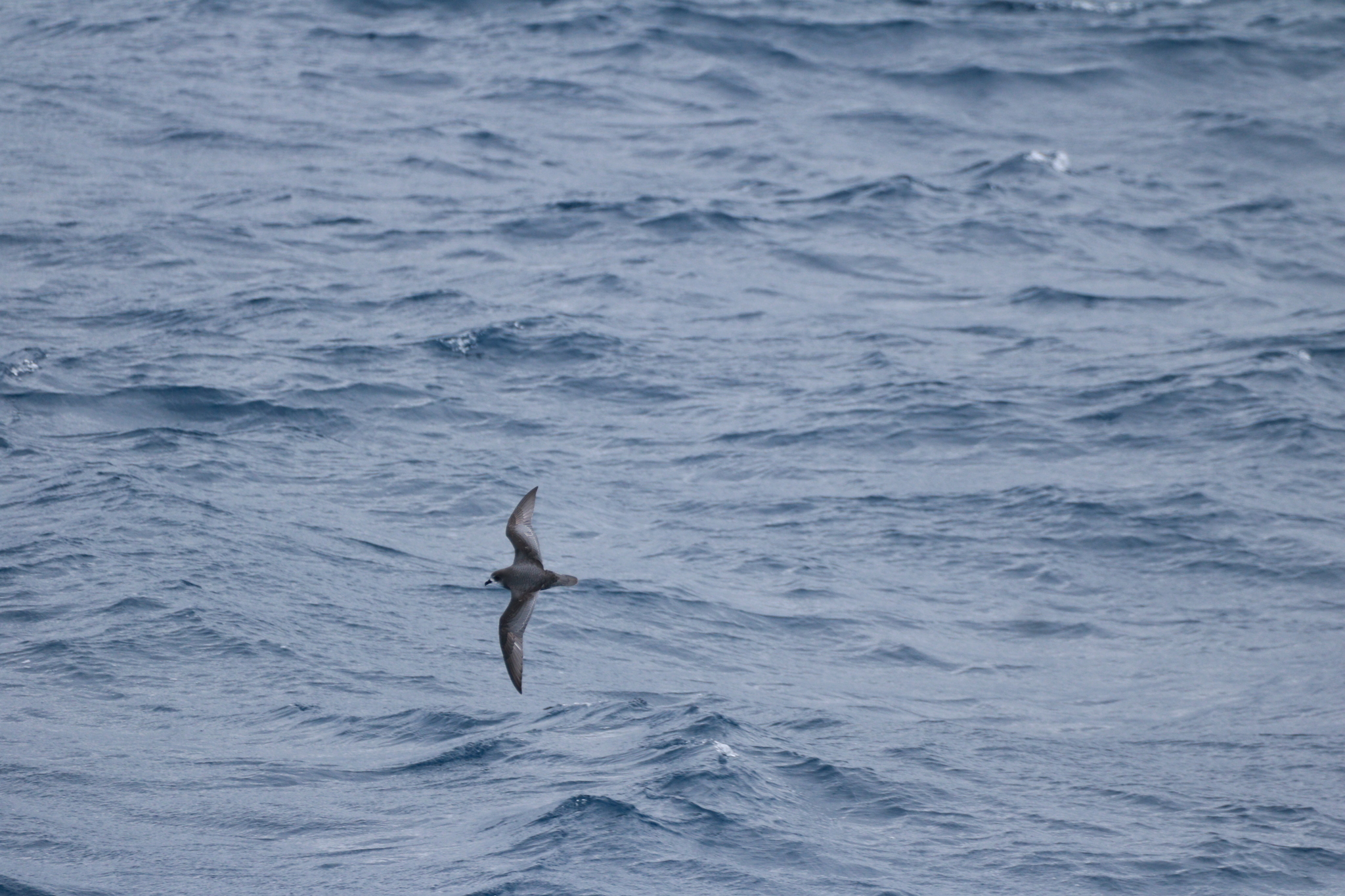 Mottled Petrel (Pterodroma inexpectata), photo 6