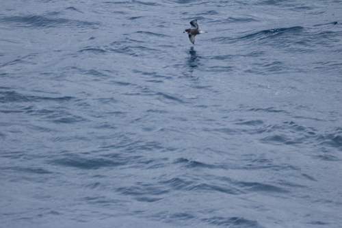 Mottled Petrel (Pterodroma inexpectata), photo 4