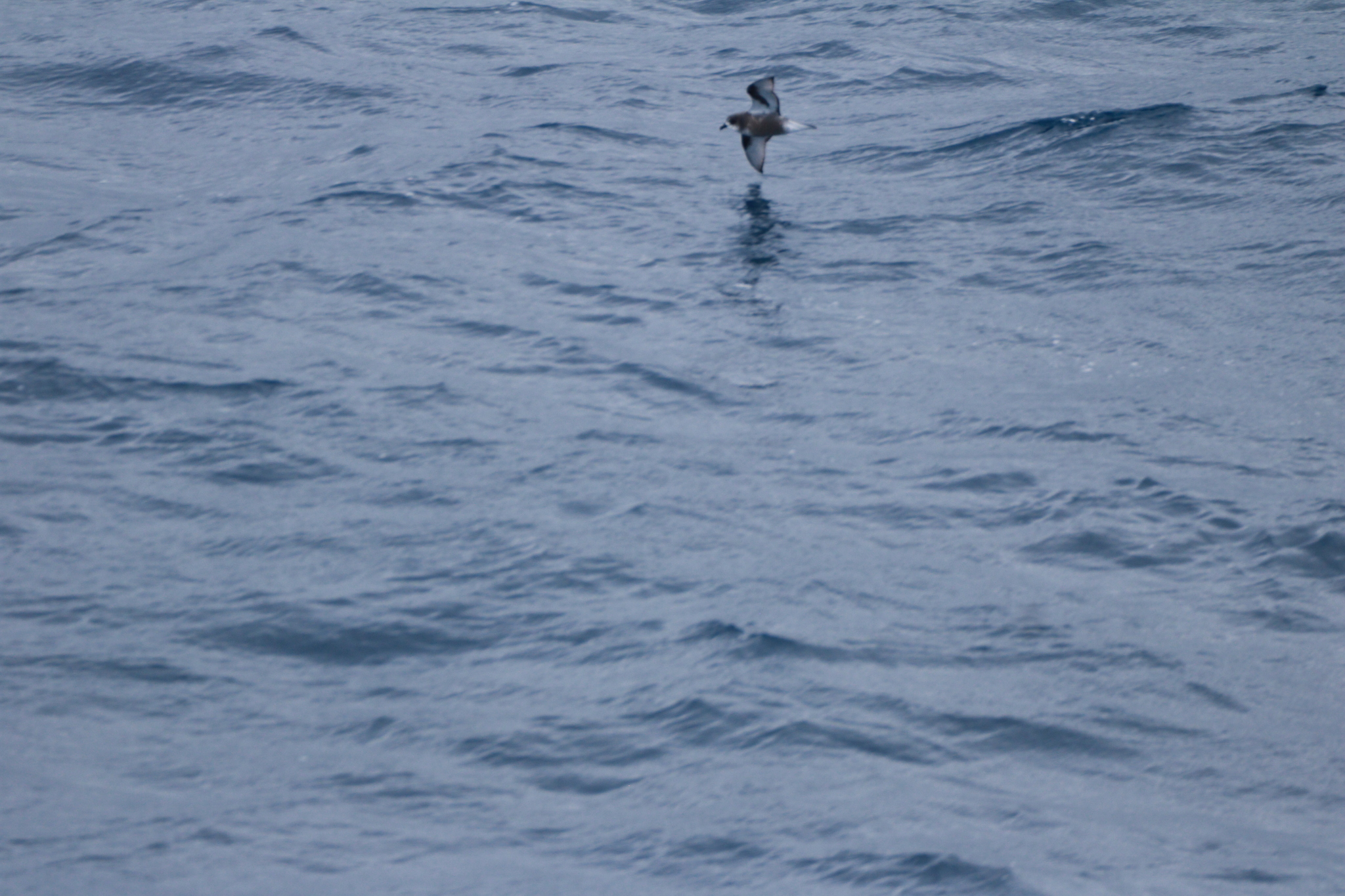 Mottled Petrel (Pterodroma inexpectata), photo 7
