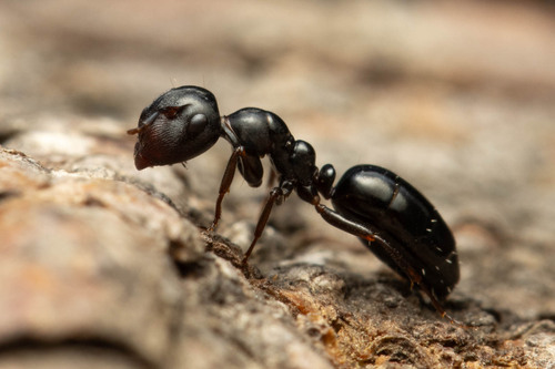 Camponotus gasseri