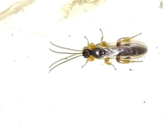 Metopiinae