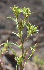 Madia glomerata
