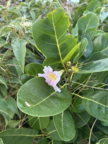 Tabebuia pallida, photograph 2