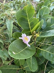 Tabebuia pallida, photograph (c) Roger Rittmaster, some rights reserved (CC BY)