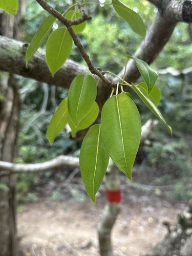 Foto de Mancenilheira